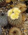 geel Woestijn Cactus Neoporteria foto en karakteristieken