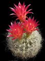 Krukväxter Neoporteria ödslig kaktus röd Fil
