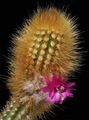 des plantes en pot Oreocereus le cactus du désert rose Photo