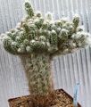 des plantes en pot Oreocereus le cactus du désert rose Photo