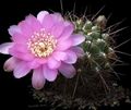 Le piante domestiche Sulcorebutia il cactus desertico bianco foto