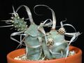 үй өсімдіктер Tefrokaktus кактус шөл, Tephrocactus ақ Фото
