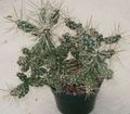 Kapalı bitkiler Tephrocactus çöl kaktüs beyaz fotoğraf