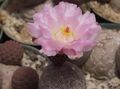 屋内植物 Tephroサボテン 砂漠のサボテン, Tephrocactus ピンク フォト