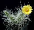 Topfpflanzen Tephrocactus wüstenkaktus gelb Foto