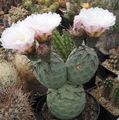 Szobanövények Tephrocactus sivatagi kaktusz fehér fénykép