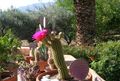 roosa Kõrbes Kaktus Trichocereus Foto ja omadused