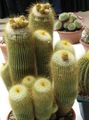 Kapalı bitkiler Top Kaktüs, Notocactus sarı fotoğraf