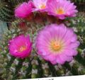 室内植物 球仙人掌 沙漠中的仙人掌, Notocactus 粉红色 照
