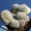 Kapalı bitkiler Haageocereus çöl kaktüs pembe fotoğraf