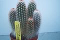 Интериорни растения Haageocereus пустинен кактус бял снимка