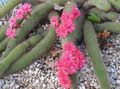 Εσωτερικά φυτά Haageocereus κάκτος της ερήμου ροζ φωτογραφία