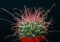 Затворени Погони Хаматоцацтус пустињски кактус, Hamatocactus жут фотографија