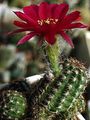 Plantas de Interior Peanut Cactus cacto do deserto, Chamaecereus clarete foto