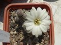 valkoinen Aavikkokaktus Maapähkinä Kaktus kuva ja ominaisuudet
