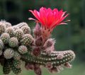 rožinis  Žemės Riešutų Kaktusas Nuotrauka ir charakteristikos