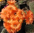 Szobanövények Földimogyoró Kaktusz, Chamaecereus narancs fénykép