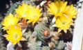 geltonas  Žemės Riešutų Kaktusas Nuotrauka ir charakteristikos