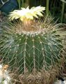 hvid Ørken Kaktus Eriocactus Foto og egenskaber
