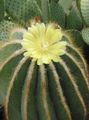 ყვითელი უდაბნოში კაქტუსი Eriocactus სურათი და მახასიათებლები