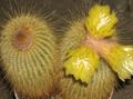 Pokojové Rostliny Eriocactus pouštní kaktus žlutý fotografie