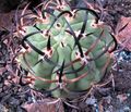 Le piante domestiche Eriosyce il cactus desertico rosa foto