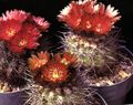 Topfpflanzen Eriosyce wüstenkaktus rot Foto
