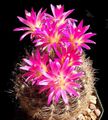 Topfpflanzen Eriosyce wüstenkaktus rosa Foto