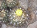 Le piante domestiche Eriosyce il cactus desertico giallo foto