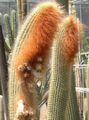 屋内植物 Espostoa、ペルー老人サボテン 砂漠のサボテン ホワイト フォト