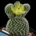 Plod Kaktusa Za Jelo