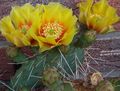 Vnútorné Rastliny Opuncie pustý kaktus, Opuntia žltá fotografie
