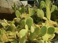 Pokojowe Rośliny Opuncja pustynny kaktus, Opuntia żółty zdjęcie