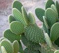 Vidinis augalai Dygliuotas Kriaušių dykuma kaktusas, Opuntia geltonas Nuotrauka