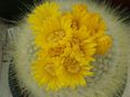 Pokojové Rostliny Paleček pouštní kaktus, Parodia žlutý fotografie