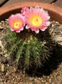 roze Woestijn Cactus Klein Duimpje foto en karakteristieken