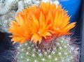 oranžinis Dykuma Kaktusas Nykštukas Nuotrauka ir charakteristikos