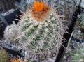 Sobne Rastline Tom Thumb puščavski kaktus, Parodia oranžna fotografija