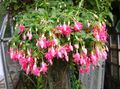 růžový Křoví Fuchsie fotografie a charakteristiky