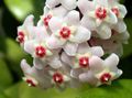 შიდა მცენარეები Hoya, საქორწილო ბუკეტი, მადაგასკარის ჟასმინის, ცვილის ყვავილების, Chaplet ყვავილების, Floradora, ჰავაის საქორწილო ყვავილების დაკიდებული ქარხანა თეთრი სურათი