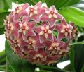 Kapalı bitkiler Hoya, Gelin Buketi, Madagaskar Yasemini, Mum Çiçeği, Çelenk Çiçek, Floradora, Hawaii Düğün Çiçeği çiçek asılı bitki pembe fotoğraf