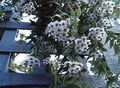 Plantas de Interior Hoya, Bridal Bouquet, Madagascar Jasmine, Wax Flower, Chaplet Flower, Floradora, Hawaiian Wedding Flower pendurado planta branco foto