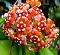 Plantas de Interior Hoya, Bridal Bouquet, Madagascar Jasmine, Wax Flower, Chaplet Flower, Floradora, Hawaiian Wedding Flower pendurado planta laranja foto