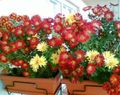 Plante de Interior Florarii Mama, Pot Mama Floare planta erbacee, Chrysanthemum vin roșu fotografie