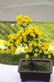 үй өсімдіктер Хризантема Гүл шөпті, Chrysanthemum сары Фото