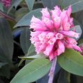 Εσωτερικά φυτά Cestrum λουλούδι θάμνοι ροζ φωτογραφία