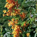 Комнатные Растения Цеструм Цветок кустарники, Cestrum оранжевый Фото
