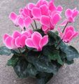 Vnútorné Rastliny Perzština Fialový Kvetina trávovitý, Cyclamen ružová fotografie