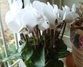 屋内植物 ペルシャバイオレット フラワー 草本植物, Cyclamen ホワイト フォト