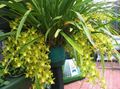 Интериорни растения Cymbidium Цвете тревисто жълт снимка
